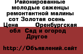 Районированные молодые саженцы ремонтантной малины сот Золотая осень. › Цена ­ 30 - Оренбургская обл. Сад и огород » Другое   